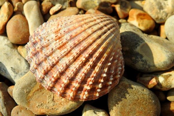 梦到不知名动物是什么兆头