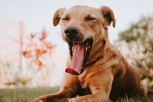 梦到一群恶狗有什么意义吗