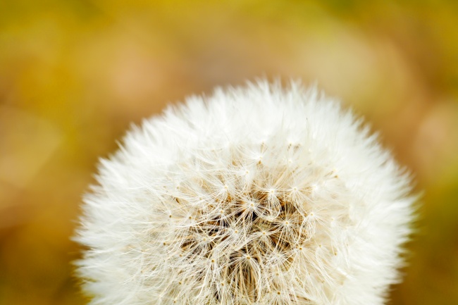 梦到水翁是不是好的征兆呢