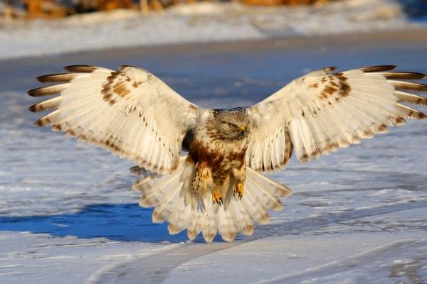 梦到爷爷拉屎意味着什么