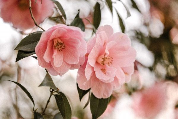 两条龙不是守寡就受穷是真的吗