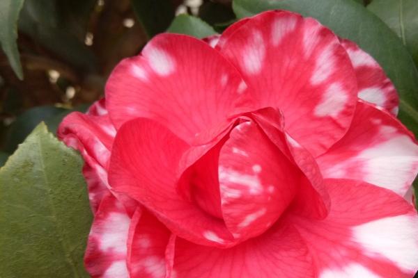 牛不能生在几月,牛的运势好不好