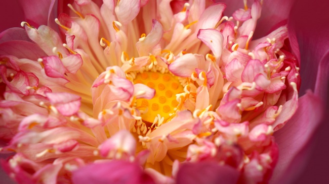 梦见讨厌的什么寓意