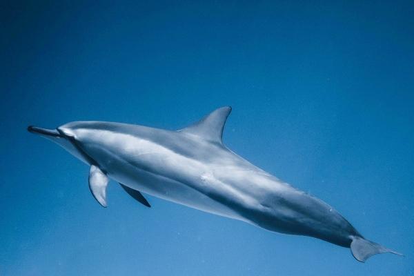 虎不能生在几月,虎的运势好不好