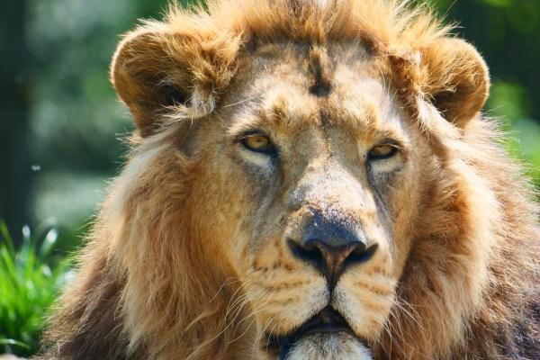 马不能生在几月，马的运势好不好