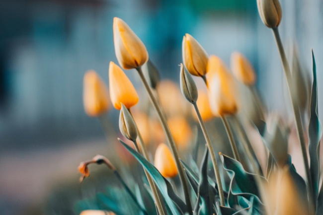 梦到了苕尖是什么启示