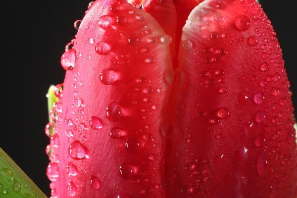 梦到海边捡海螺会是什么预兆