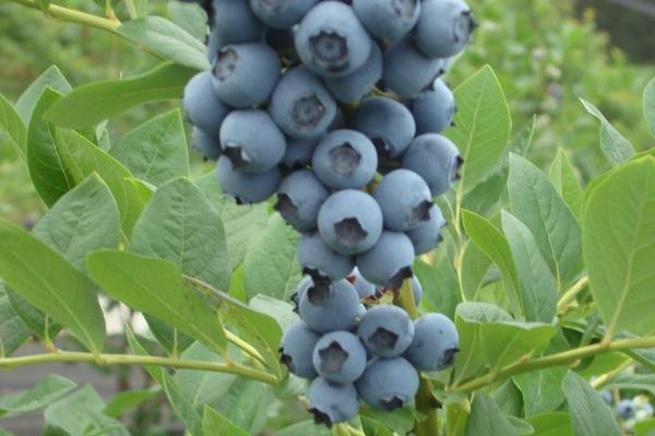 2026年生肖虎将有大事发生