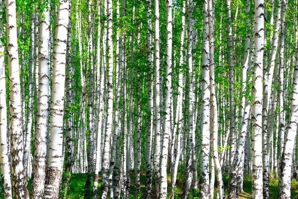 2026年生肖兔将有大事发生