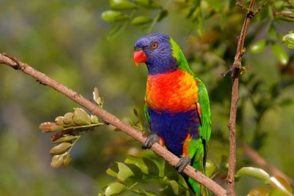 2026年生肖羊将有大事发生