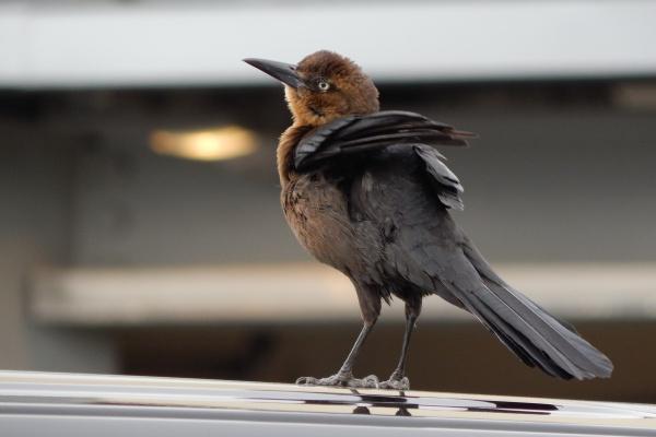 2026属虎的运势和财运