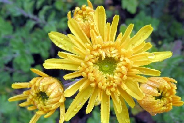 梦到了满屋的虫子怎么回事