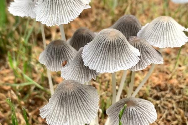 梦见变猪会有什么预兆