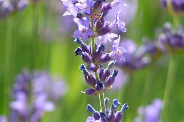 梦见和前女友约会是吉兆吗?