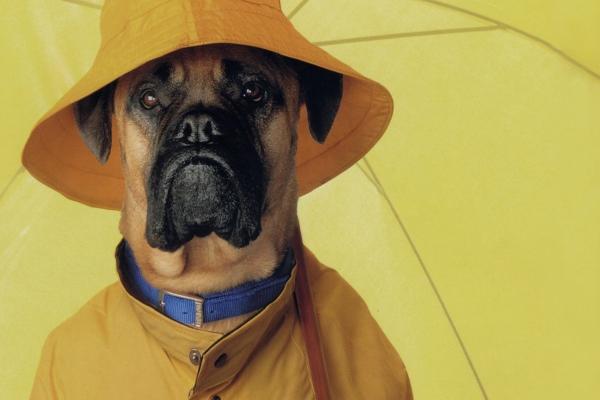 梦见名贵药材会是什么预兆