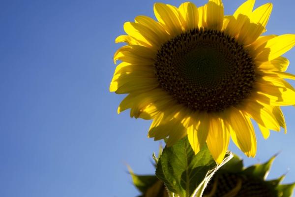 属鸡卧室什么颜色最好