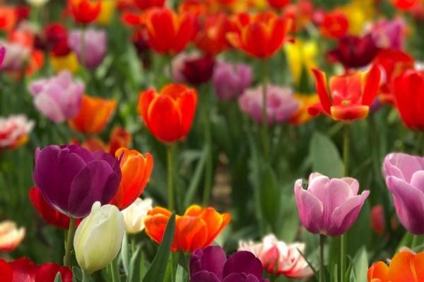 梦到了牙齿黄了会是什么预兆