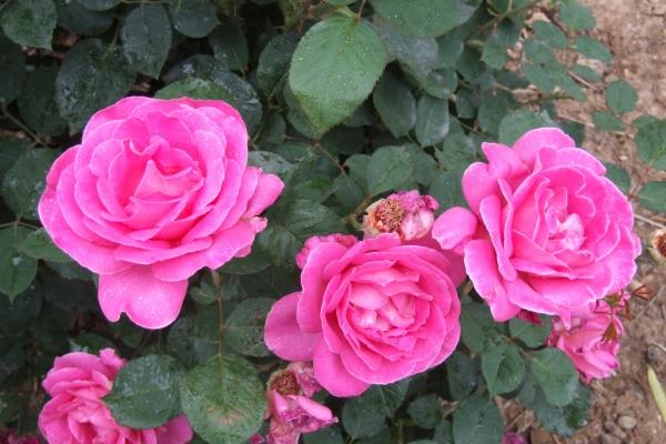 69年属鸡女晚年凄凉