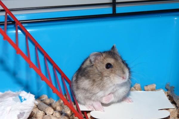 69鸡戴什么手串最旺