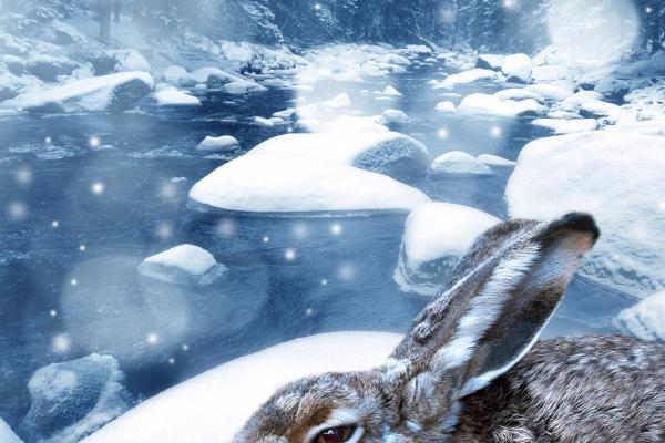 83年女猪是寡妇命吗