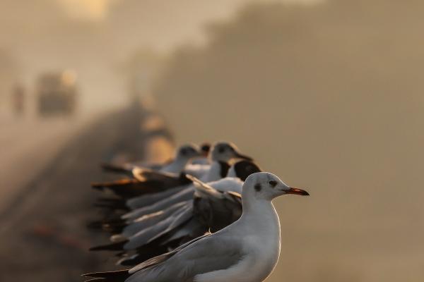 属龙人带什么水晶好