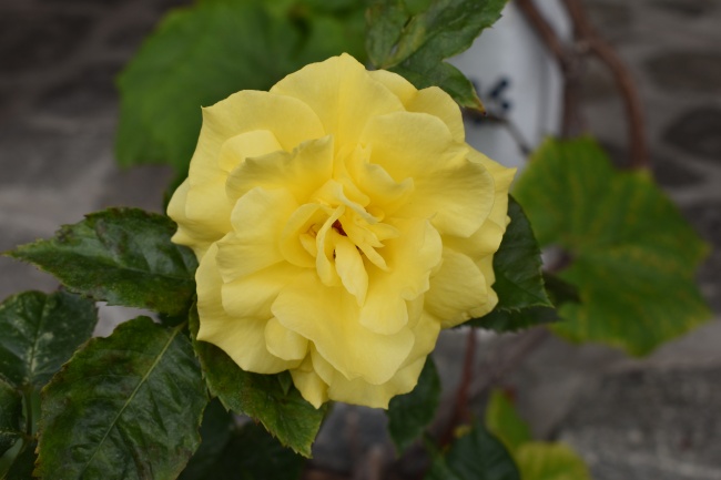 属猴的人戴什么最旺