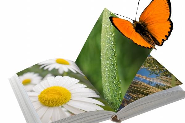 属狗的靠近谁享福