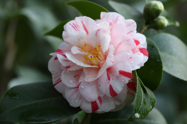 属鸡人带什么水晶好