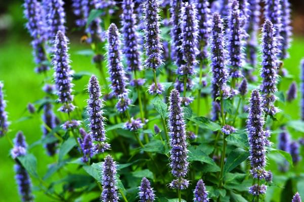 属马的人命好不好