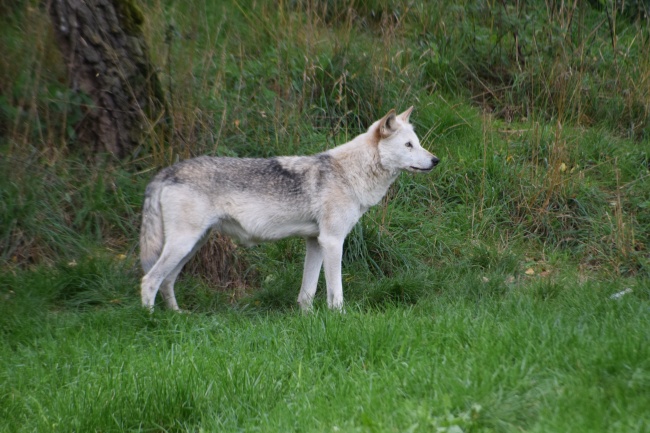 暗中保护属马女的生肖男