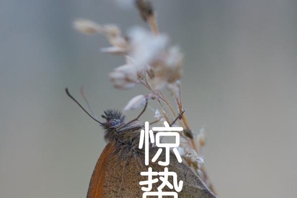 2007属猪文昌位的正确位置