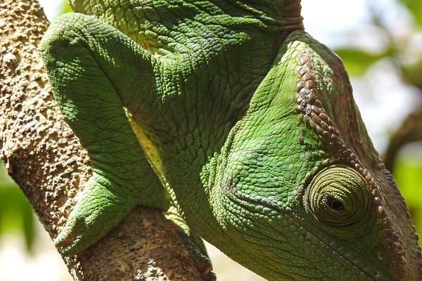 1995属猪人是火命吗