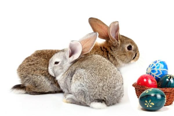 梦到小核桃会是什么预兆