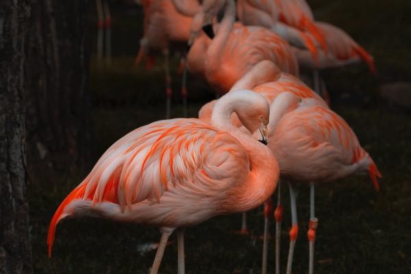 梦到牛屁股有什么寓意吗