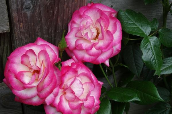 1995山头火命好吗