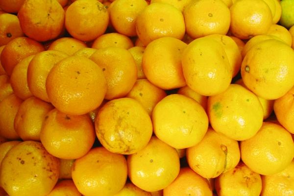 梦到了网捞鱼意味什么