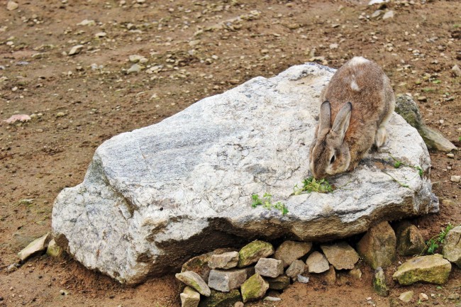 梦见眼角出血是咋回事