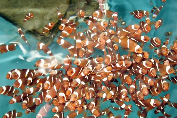 梦到了莲藕发芽预兆了什么吗