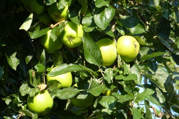 梦到了白百合是什么兆头