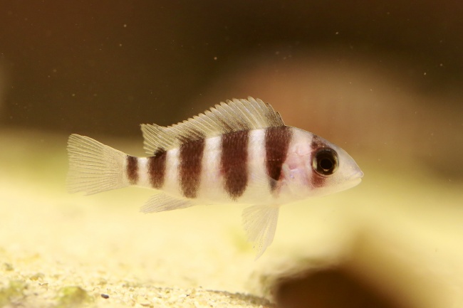 梦见有人请喝酒意味着什么