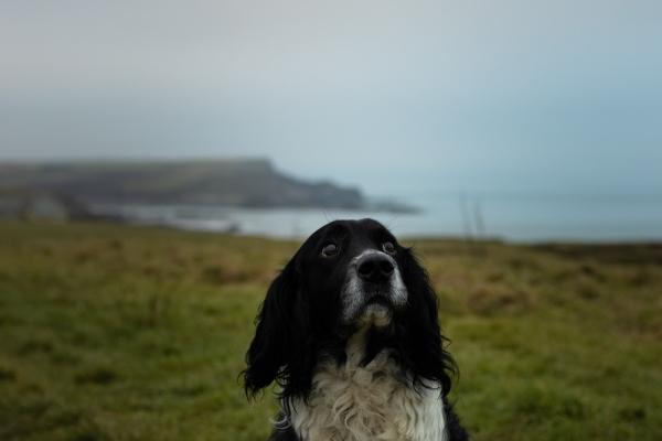 梦到了虫子很多有何寓意
