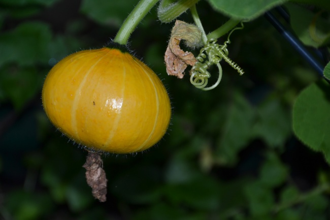 梦到自己生个大胖儿子有什么意思吗