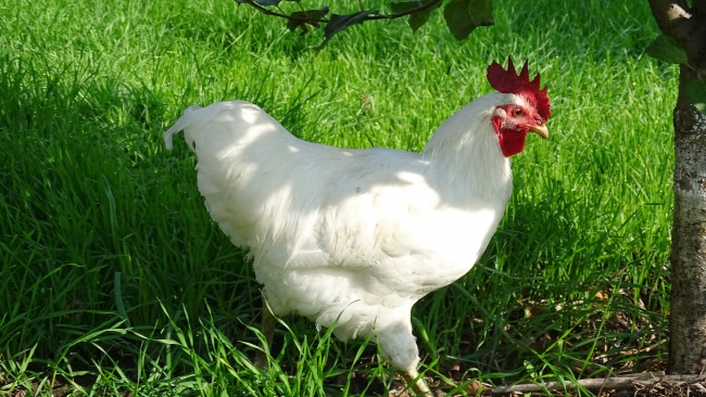 梦到了吃东西吐了意味什么