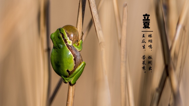 梦到了瓷杯子有什么预兆