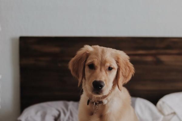 梦见生五个孩子是好的征兆吗