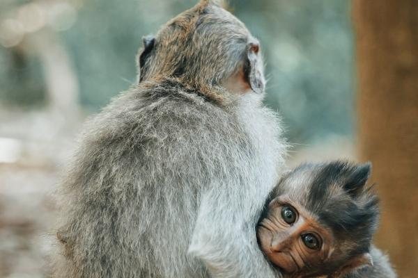 梦见车喇叭是什么意思？