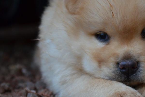 梦到头带孝有什么意思