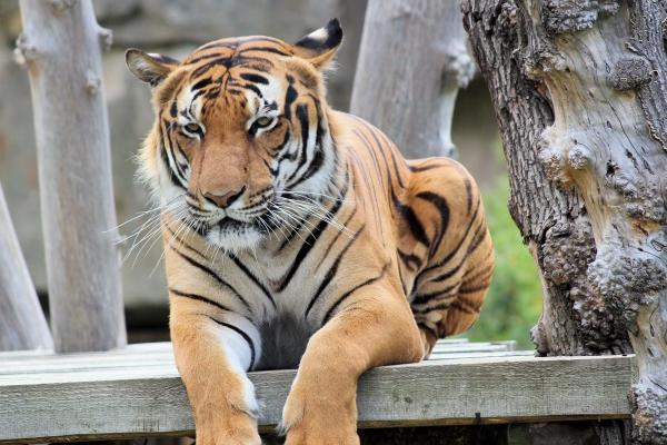 梦到生大胖儿子有什么预兆