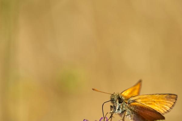 梦到自己去厕所是好事还是坏事