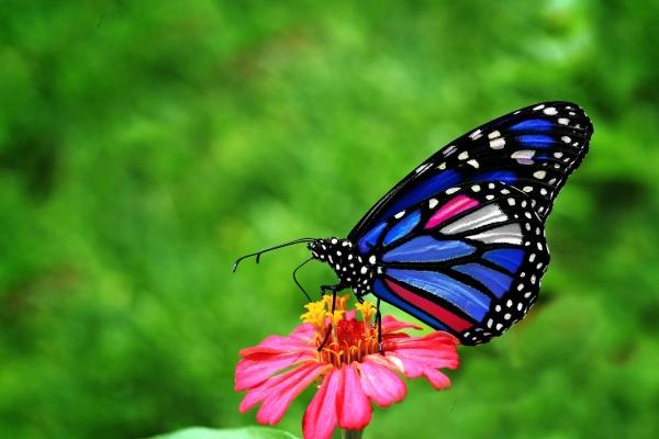 梦到抢劫金店有什么寓意吗